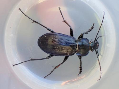 Carabus monilis